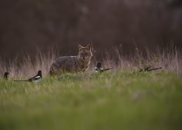 Braunbären, Schakale & andere Säugetiere und Vögel -NEW- 